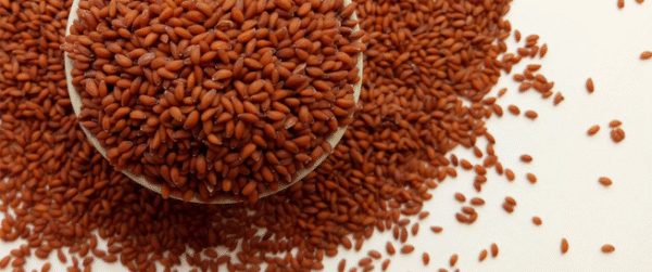 Red Seeds الحبه الحمرا